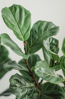 Close Up of Green Fiddle Leaf Fig Plant Leaves Against White Background photo
