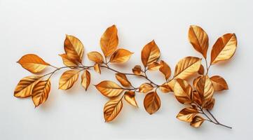 Dried Autumn Leaves Displayed in a White Frame photo