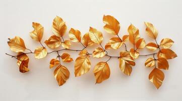 Dried Autumn Leaves Displayed in a White Frame photo