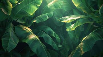 Lush Green Banana Leaves Illuminated By Sunlight in Tropical Forest photo