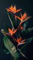 Vibrant Orange Bird of Paradise Flowers Blooming Amidst Lush Green Foliage photo