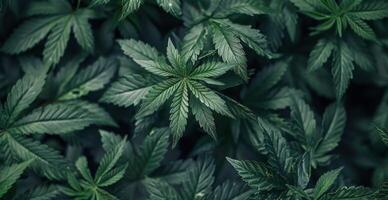 Close Up View of Green Cannabis Leaves in a Garden photo