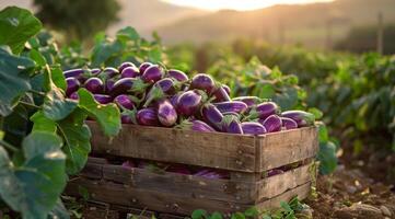 Freshly Harvested Eggplants in Wooden Crate at Sunset photo