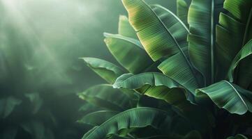 Lush Green Banana Leaves Illuminated By Sunlight in Tropical Forest photo