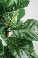 Close Up of Green Fiddle Leaf Fig Plant Leaves Against White Background photo