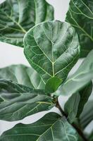Close Up of Green Fiddle Leaf Fig Plant Leaves Against White Background photo