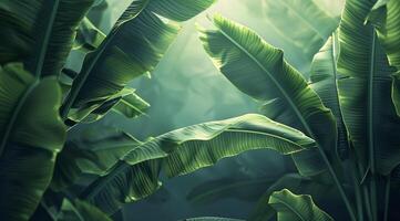Lush Green Banana Leaves Illuminated By Sunlight in Tropical Forest photo