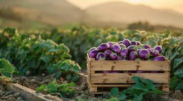 Freshly Harvested Eggplants in Wooden Crate at Sunset photo