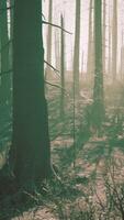A forest filled with lots of tall trees video