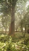 A lush green forest filled with lots of trees video