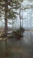 A stream running through a forest filled with trees video