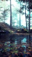 A stream running through a forest filled with lots of trees video