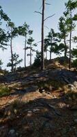 A group of trees that are on a hill video