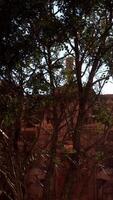 A tree in front of a brick building video