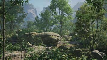A forest filled with lots of rocks and trees video