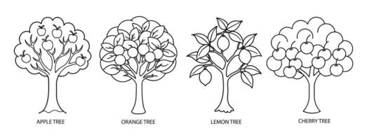 Fruit Tree Orchard Line Art Apple, Orange, Lemon, and Cherry Trees vector