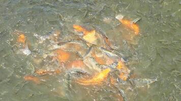 Many tilapia are in the water. video