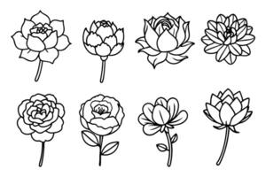 Different Types of Peony Line Art Collection vector
