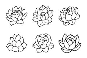 Different Types of Peony Line Art CollectionDifferent Types of Peony Line Art Collection vector