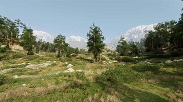 A serene landscape with a group of trees standing tall in a lush green meadow video
