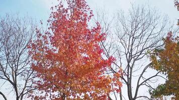 Autumn trees with colorful leaves under a clear sky create a picturesque scene in the countryside video