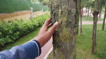 Establish a connection with nature through gently touching the bark of a tree in a peaceful park video