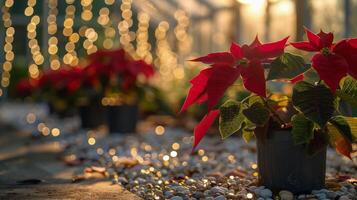 Festive Red Poinsettia Plants Decorated With String Lights in a Garden photo