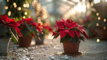 Festive Red Poinsettia Plants Decorated With String Lights in a Garden photo