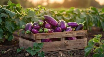 Freshly Harvested Eggplants in Wooden Crate at Sunset photo