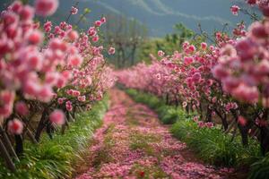A Bench Under Pink Cherry Blossom Trees in a Springtime Orchard photo