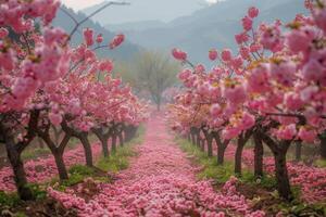 A Bench Under Pink Cherry Blossom Trees in a Springtime Orchard photo