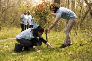 Team of environmentalist taking action to preserve natural habitat, planting trees for reforestation. Activists covering holes in the ground with seedlings, increasing vegetation in the forest. photo