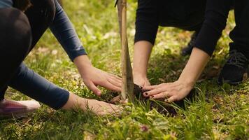 Safeguarding ecologic balance and natural environment, mother and child collaborate on planting trees in the forest. Activists dig holes for sprouts, supports sustainable lifestyle. Camera A. photo
