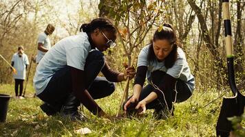 Activists joining forces in planting trees in the woods with commitment to nature conservation, nurturing its growth and preserving the seedlings. Dedicated group of environmentalists. Camera B. photo