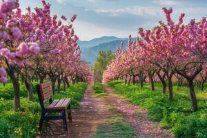 A Bench Under Pink Cherry Blossom Trees in a Springtime Orchard photo
