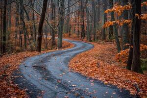 A Winding Path Through a Forest of Autumn Trees photo