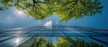 Green Tree Canopy Overlooking Modern Glass Building On Sunny Day photo