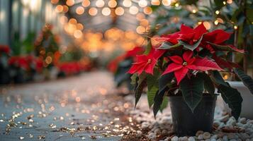 Festive Red Poinsettia Plants Decorated With String Lights in a Garden photo
