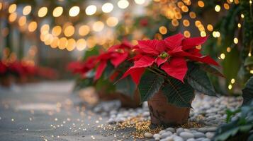 Festive Red Poinsettia Plants Decorated With String Lights in a Garden photo