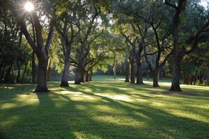 Sunlit Pathway Through Green Tree Canopy in a Lush Park photo