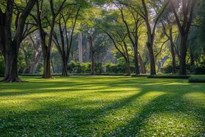 Sunlit Pathway Through Green Tree Canopy in a Lush Park photo