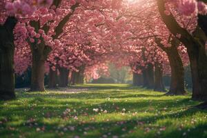 Pink Cherry Blossom Trees Line a Sunny Garden Path photo
