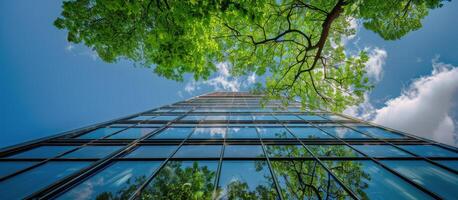 Green Tree Canopy Overlooking Modern Glass Building On Sunny Day photo