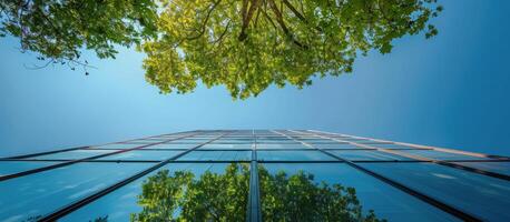Green Tree Canopy Overlooking Modern Glass Building On Sunny Day photo