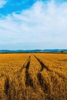 Vertical image of ripe wheat field in summer photo