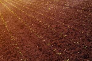 Drone pov aerial view of corn sprout field in spring photo