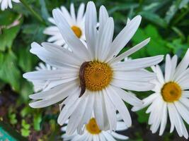 A large white garden daisy and a slug crawling on it on a summer day. photo