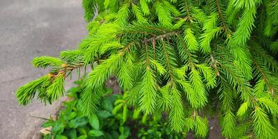 Fresh green young shoots of fir branches. photo