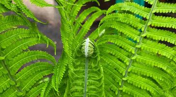 A fern curl. Small curls of fern. The young leaves of the fern began to bloom. The fern snails in the garden are beginning to open their leaves photo