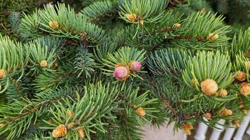 A coniferous branch with young red cones on a beautiful spring day photo